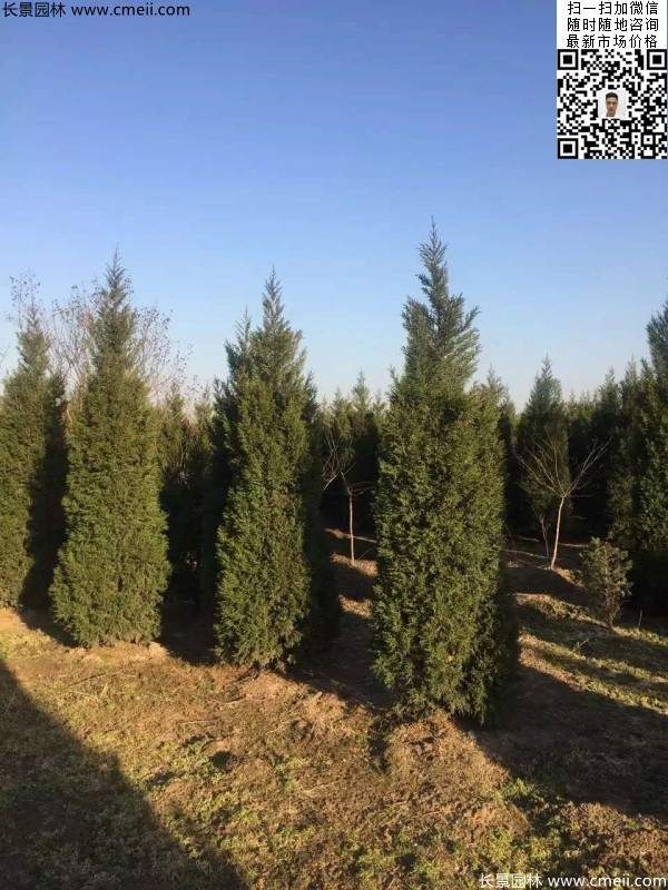 高度2.5米2.8米3米塔柏起苗現(xiàn)場(chǎng)圖片 高度2.5米2.8米3米塔柏起苗現(xiàn)場(chǎng)圖片