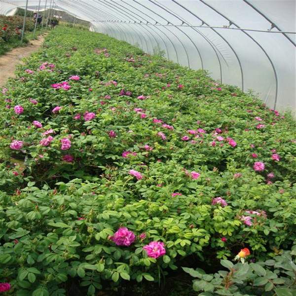 物美價(jià)廉的食用玫瑰在哪買？