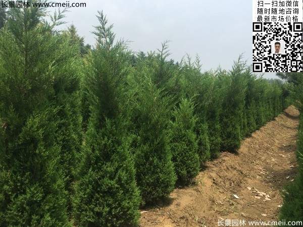 高度2米蜀檜圖片 高度2米蜀檜圖片