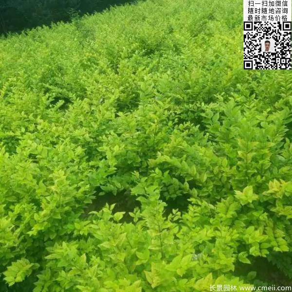 高度30公分40公分50公分金葉女貞苗苗圃現(xiàn)場圖片 高度30公分40公分50公分金葉女貞苗苗圃現(xiàn)場圖片