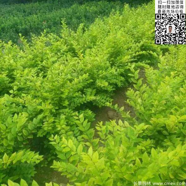 高度40公分50公分60公分金葉女貞苗圖片 高度40公分50公分60公分金葉女貞苗圖片