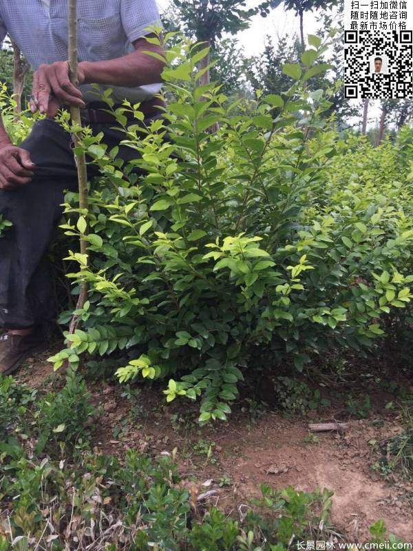 冠幅1米1.2米金葉女貞球精品苗圖片 冠幅1米1.2米金葉女貞球精品苗圖片