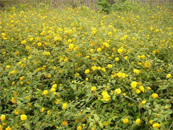 叢生棣棠 叢生棣棠