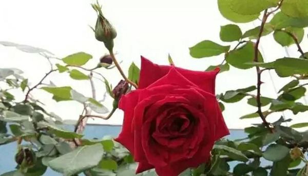 御用馬車(chē)(Etoile de Hollande，Climbing)