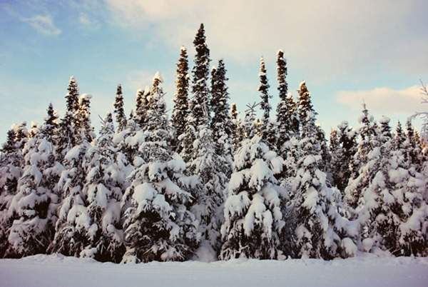 見過這樣的雪松造型樹嗎?美到你想不到