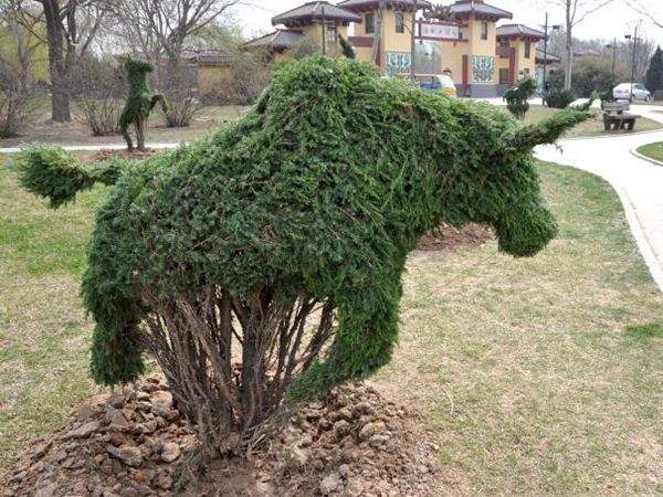 勁爆眼球的檜柏造型，心都醉了