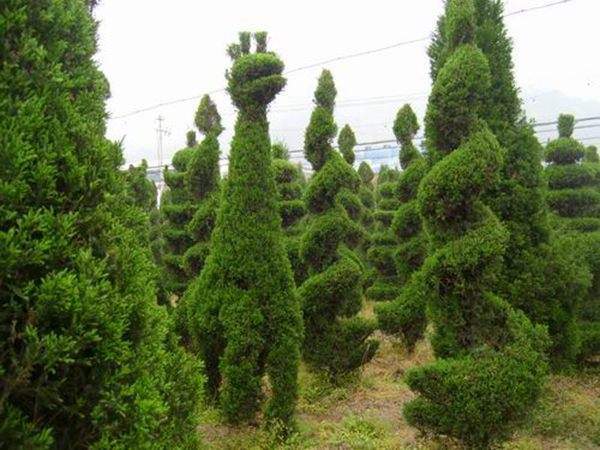 勁爆眼球的檜柏造型，心都醉了