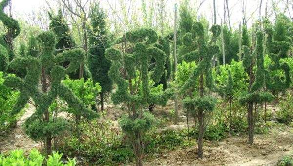 勁爆眼球的檜柏造型，心都醉了