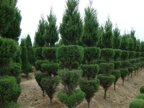 勁爆眼球的檜柏造型，心都醉了