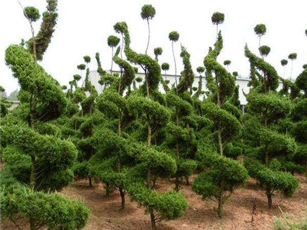 勁爆眼球的檜柏造型，心都醉了