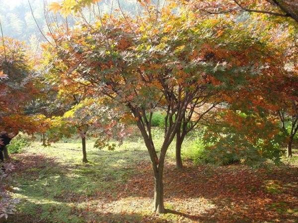 紅楓作衫，白楊為裙，美的傾國傾城！