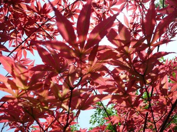 紅楓作衫，白楊為裙，美的傾國傾城！