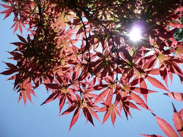 紅楓作衫，白楊為裙，美的傾國傾城！