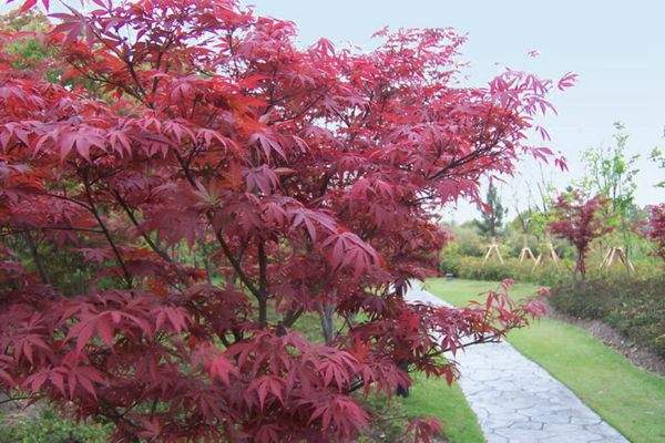 紅楓作衫，白楊為裙，美的傾國傾城！