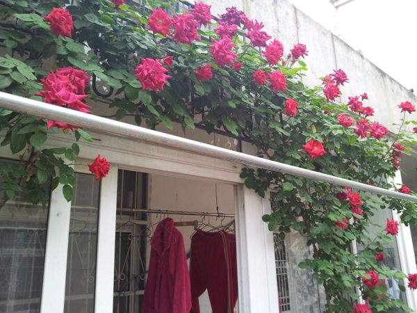 ‘御用馬車’(Etoile de Hollande，Climbing)