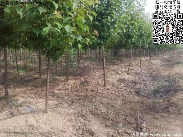 國(guó)內(nèi)數(shù)一數(shù)二紅梅花產(chǎn)地，你知道幾個(gè)