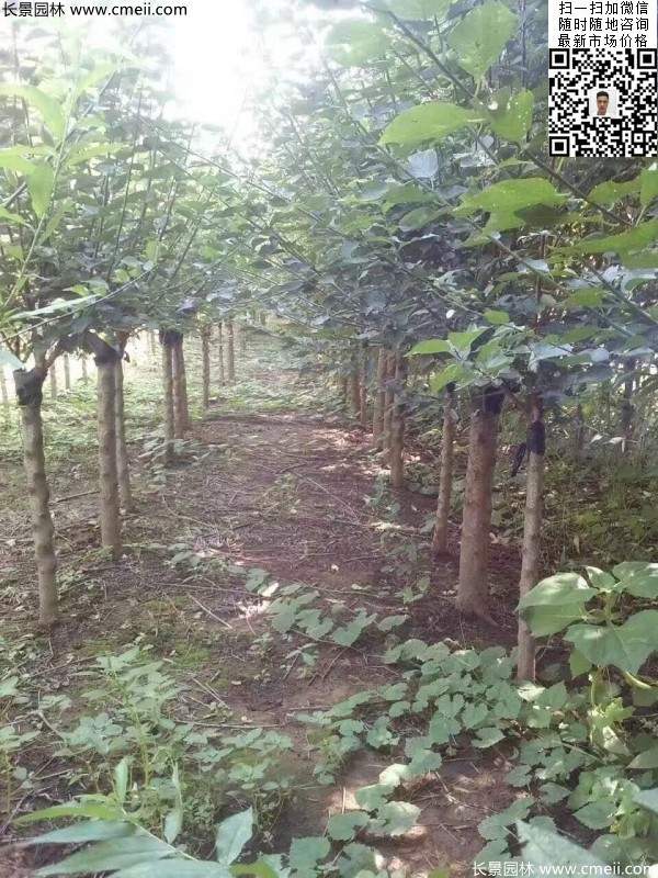 國(guó)內(nèi)數(shù)一數(shù)二紅梅花產(chǎn)地，你知道幾個(gè)