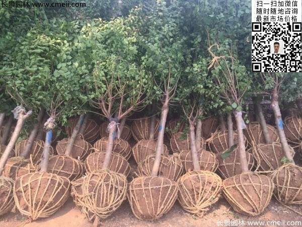 國(guó)內(nèi)數(shù)一數(shù)二紅梅花產(chǎn)地，你知道幾個(gè)