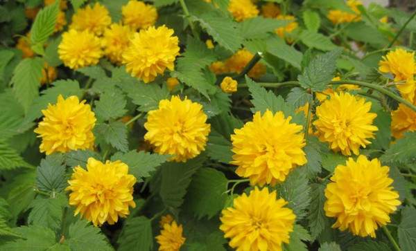 棣棠花--長景園林 棣棠花--長景園林