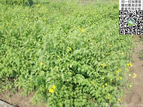 棣棠--長(zhǎng)景園林 棣棠--長(zhǎng)景園林