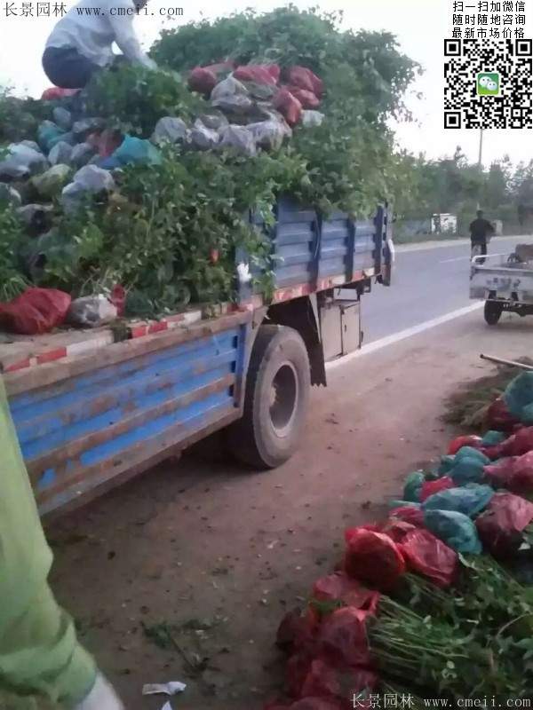 棣棠--長(zhǎng)景園林 棣棠--長(zhǎng)景園林