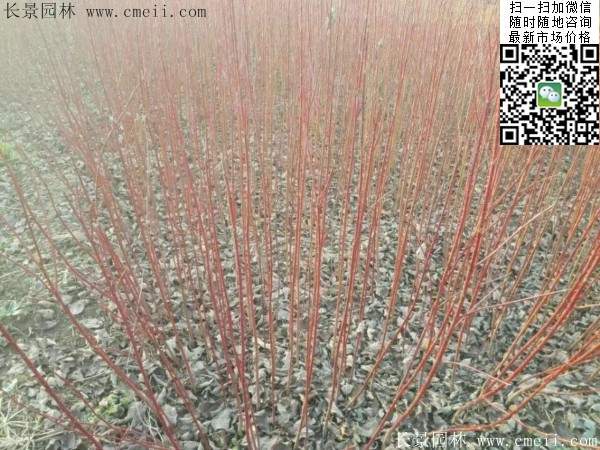 紅瑞木基地--長(zhǎng)景園林 紅瑞木基地--長(zhǎng)景園林