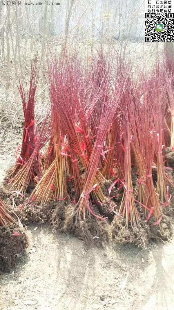紅瑞木基地--長(zhǎng)景園林 紅瑞木基地--長(zhǎng)景園林