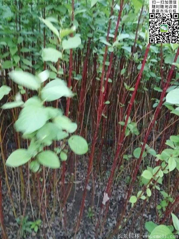 紅瑞木基地 紅瑞木基地