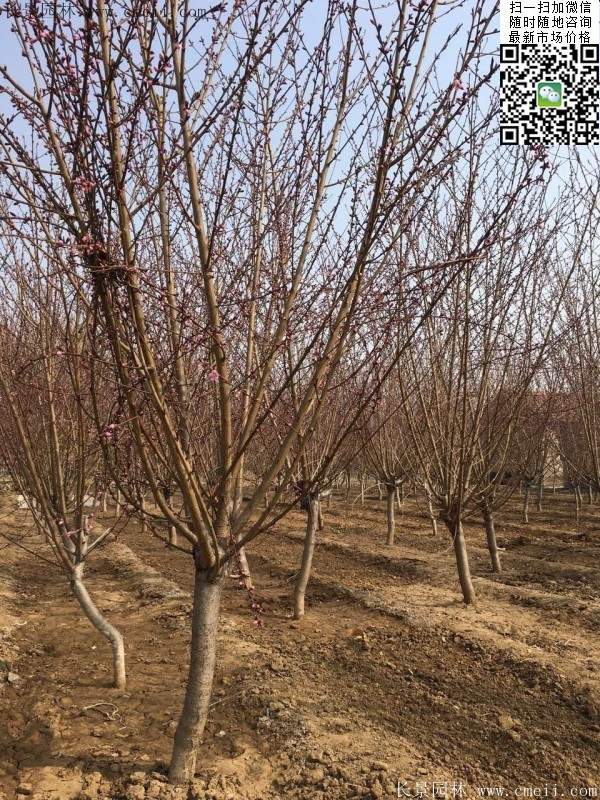 紅葉碧桃 紅葉碧桃