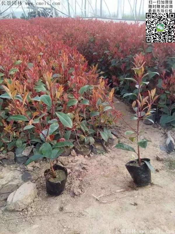 紅葉石楠--長(zhǎng)景園林 紅葉石楠--長(zhǎng)景園林