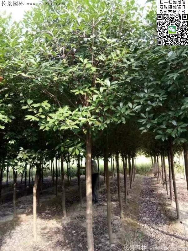 紅葉石楠--長(zhǎng)景園林 紅葉石楠--長(zhǎng)景園林