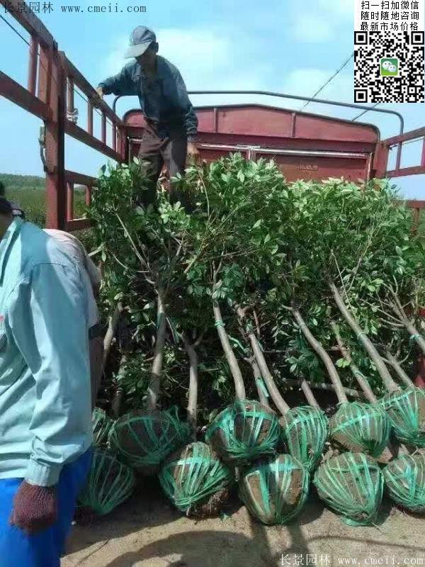 紅葉石楠--長(zhǎng)景園林 紅葉石楠--長(zhǎng)景園林