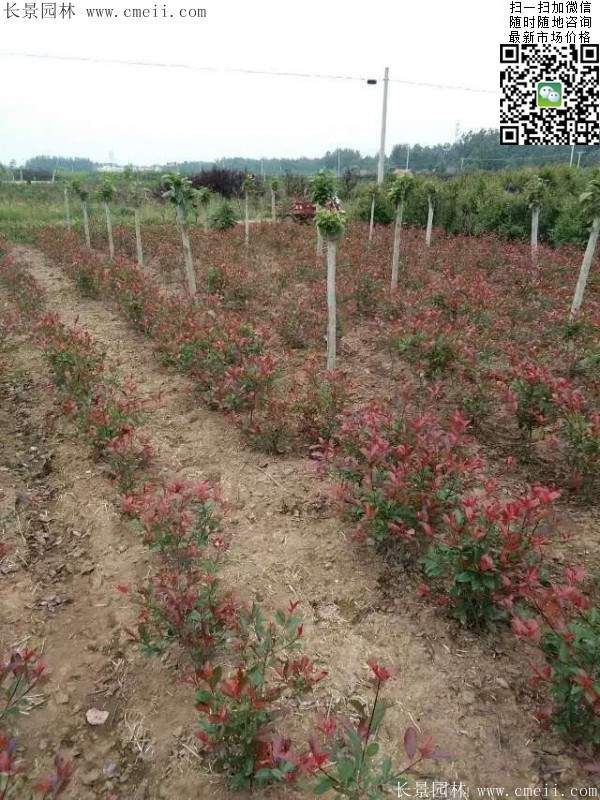 紅葉石楠--長(zhǎng)景園林 紅葉石楠--長(zhǎng)景園林