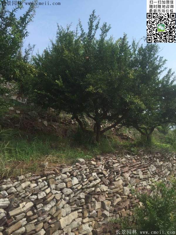 石榴樹(shù) 石榴樹(shù)