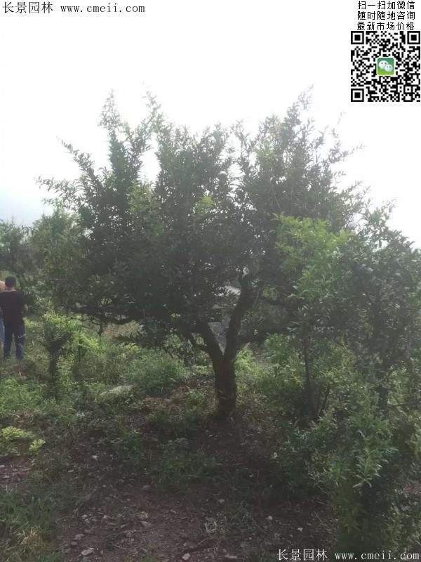 石榴樹(shù) 石榴樹(shù)