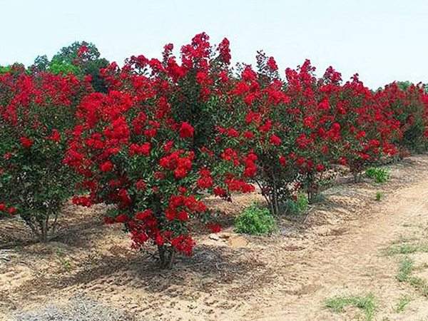 專家告訴你，市場上紫薇花樹價格是多少？