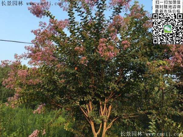 專家告訴你，市場上紫薇花樹價格是多少？