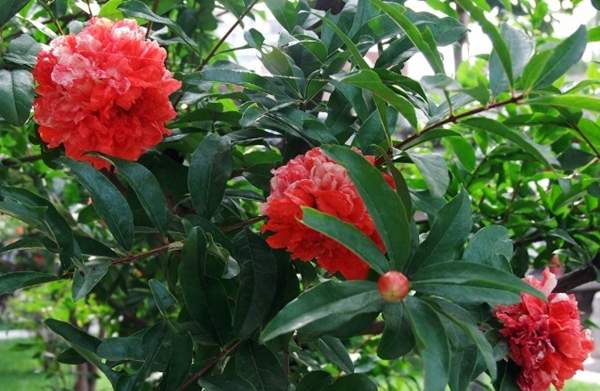 紅石榴花 紅石榴花