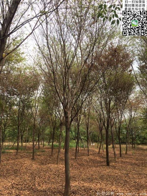 沭陽(yáng)櫸樹 沭陽(yáng)櫸樹