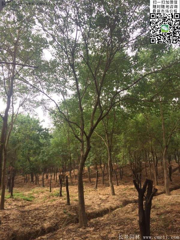 沭陽(yáng)櫸樹 沭陽(yáng)櫸樹