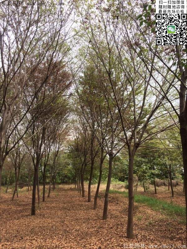 沭陽(yáng)櫸樹 沭陽(yáng)櫸樹