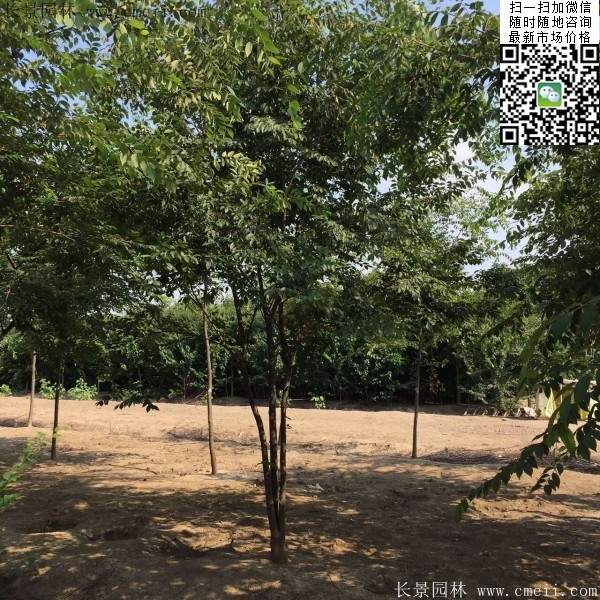 沭陽(yáng)櫸樹 沭陽(yáng)櫸樹