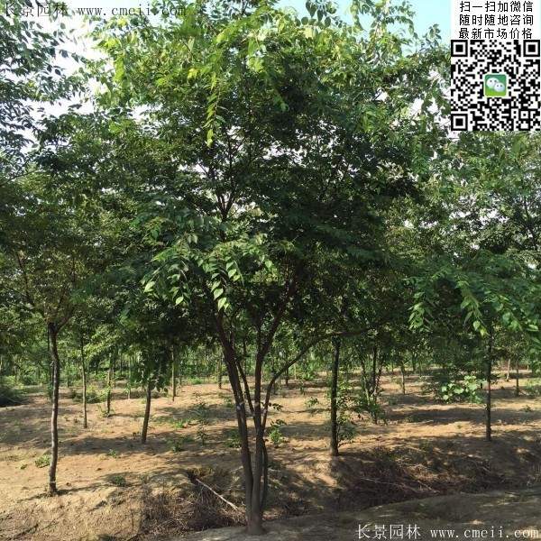 沭陽(yáng)櫸樹 沭陽(yáng)櫸樹