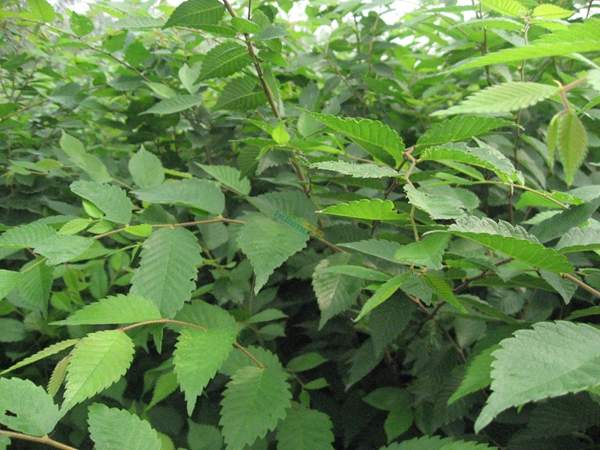 6-10公分胸徑的櫸樹價(jià)格 6-10公分胸徑的櫸樹價(jià)格