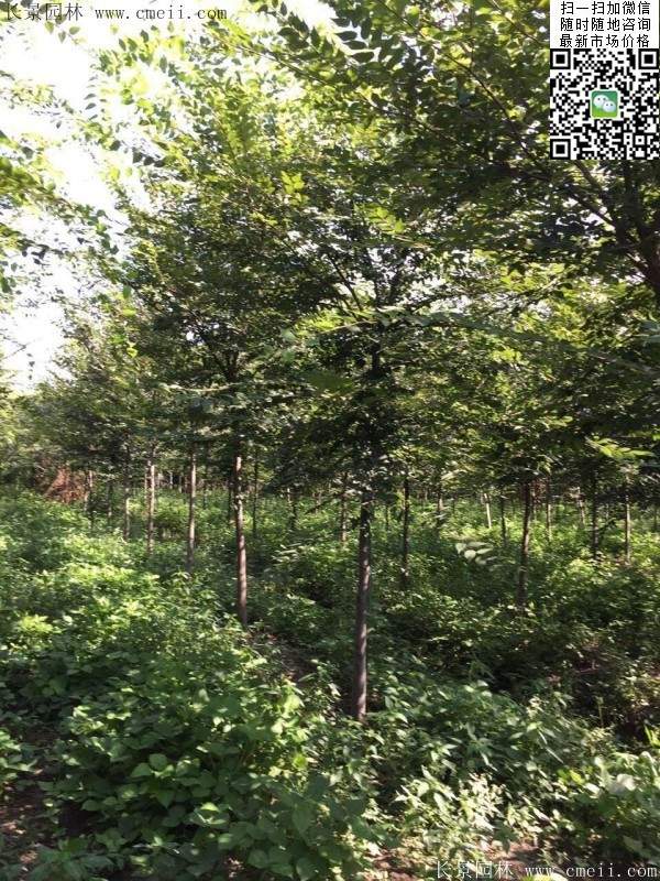 6-10公分胸徑的櫸樹價(jià)格 6-10公分胸徑的櫸樹價(jià)格