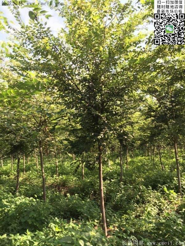 6-10公分胸徑的櫸樹價(jià)格 6-10公分胸徑的櫸樹價(jià)格