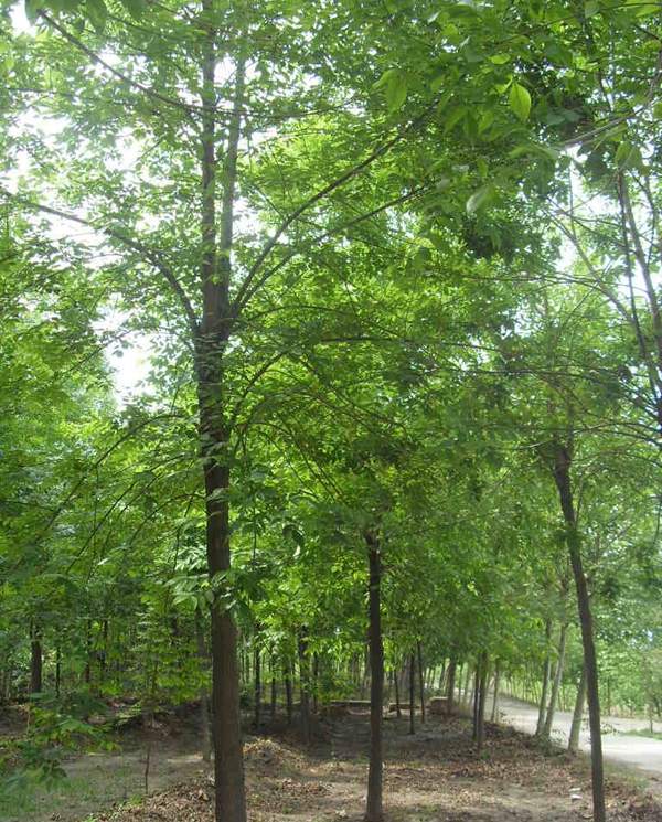 苦楝苗，苦楝樹(shù)