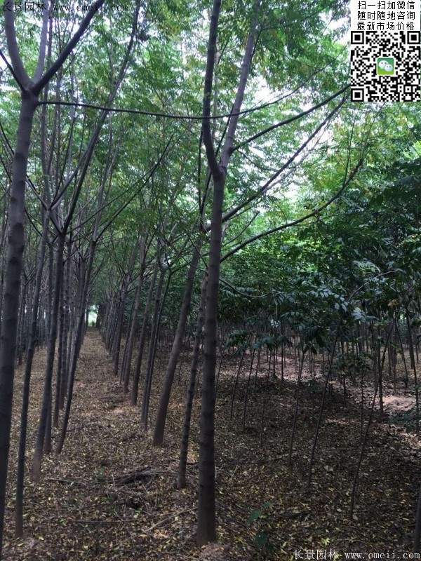 苦楝苗，苦楝樹(shù)