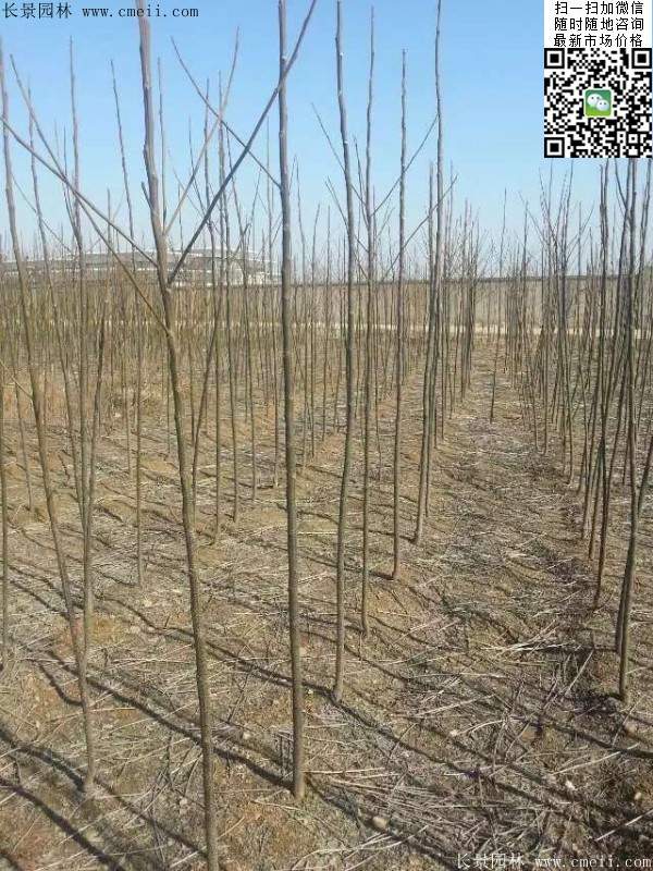 苦楝苗，苦楝樹(shù)