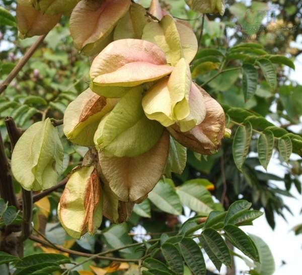 欒樹養(yǎng)護 欒樹養(yǎng)護